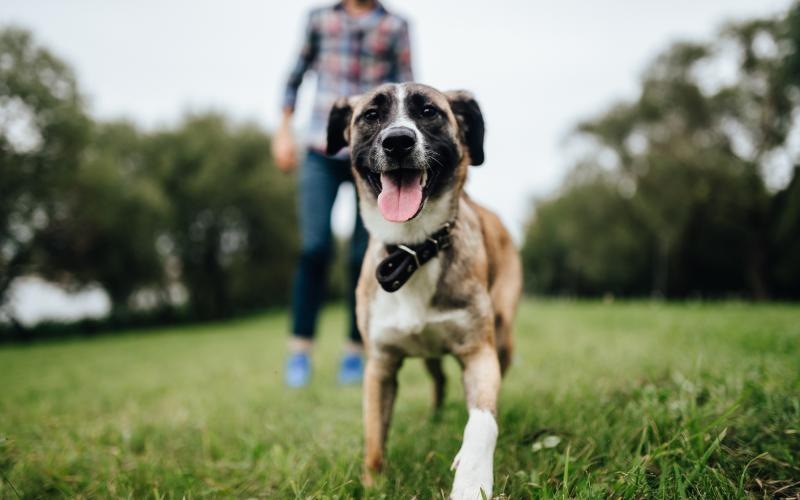 a dog running in a grassy area