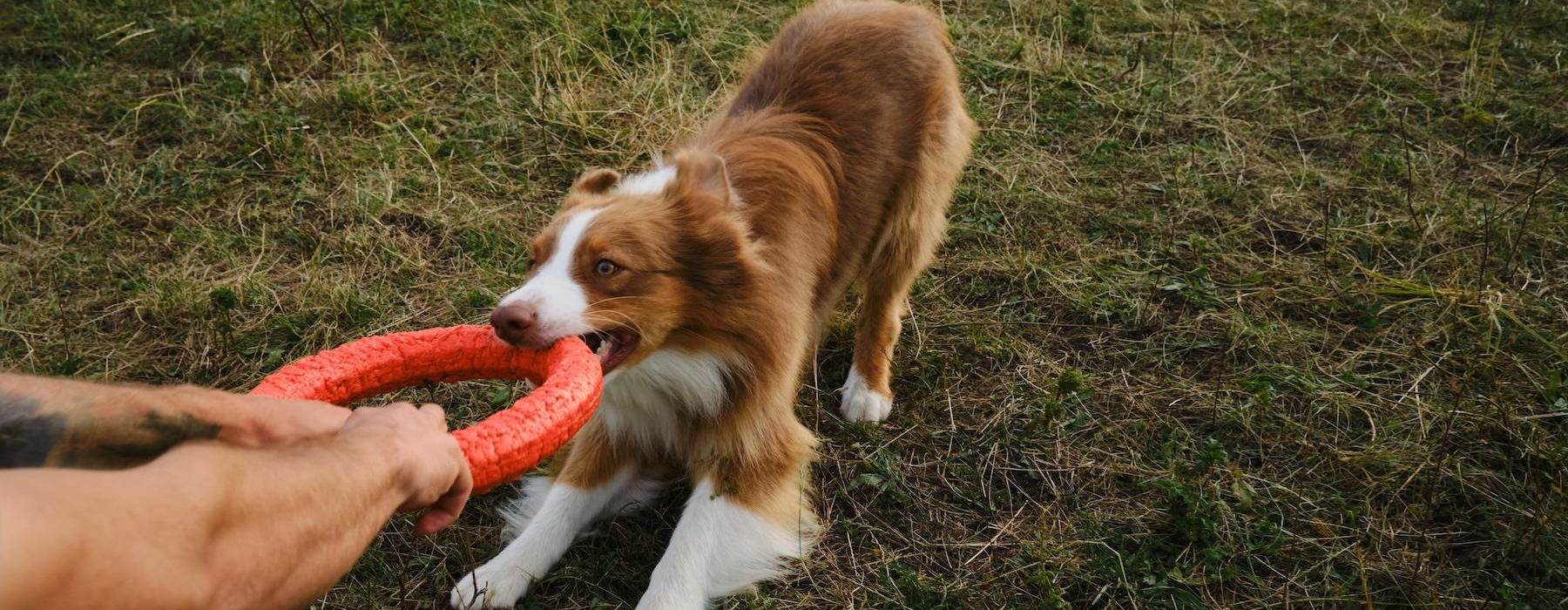 a dog biting a frisbee